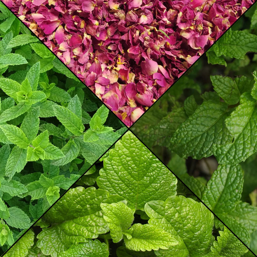 infusion menthe mélisse rose nanour